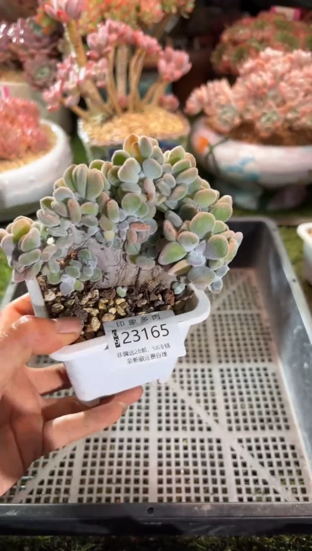 【闪购商品】23165