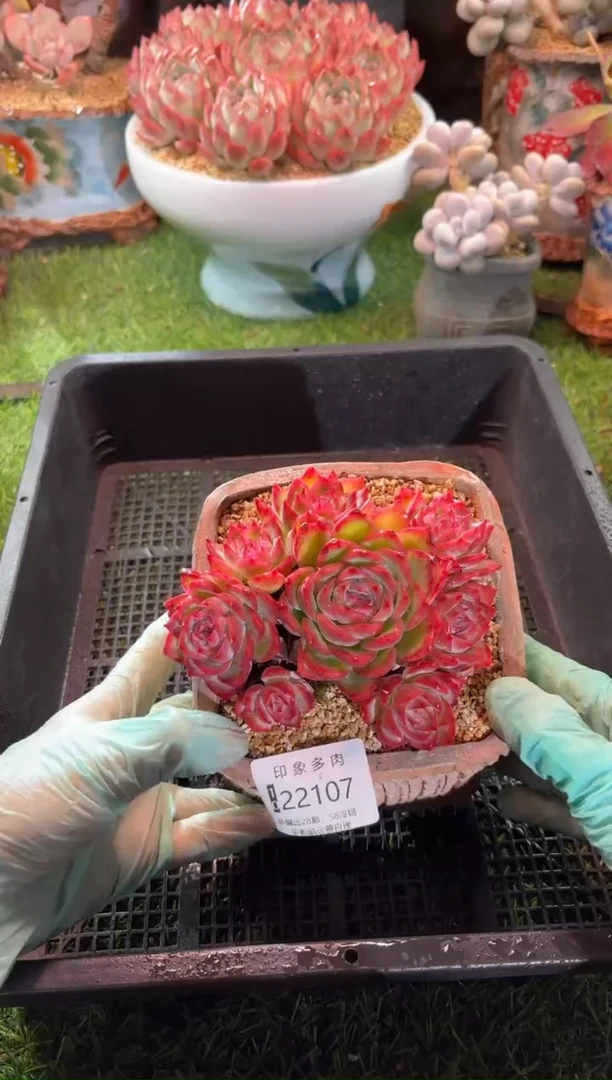 【闪购商品】22107