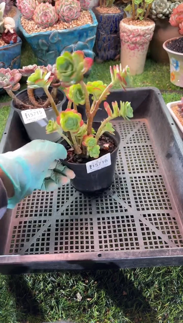 【闪购商品】15716