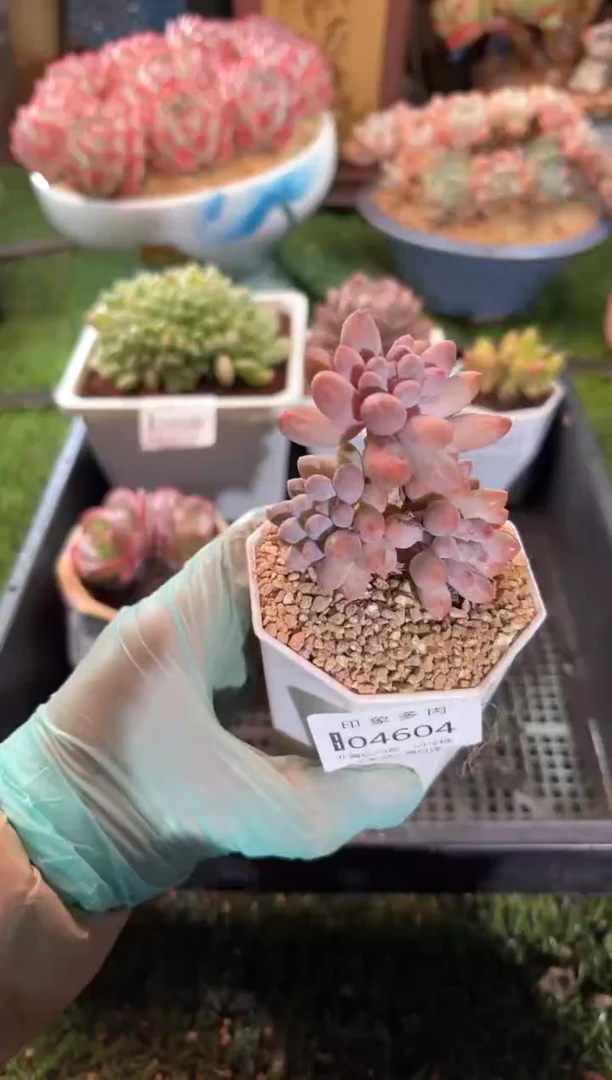 【闪购商品】04604