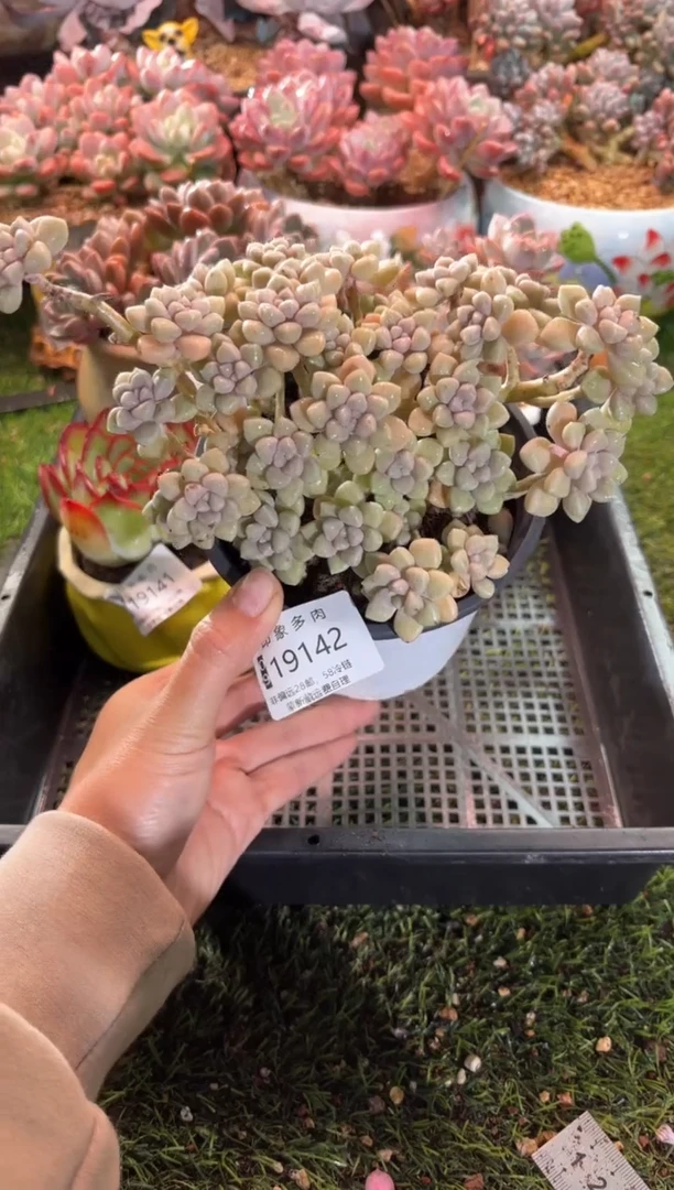 【闪购商品】19142