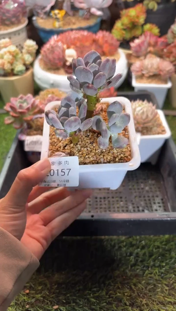 【闪购商品】20157