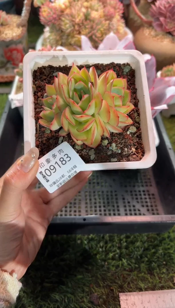 【闪购商品】09183