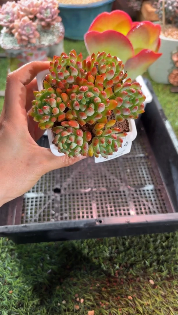 【闪购商品】15514