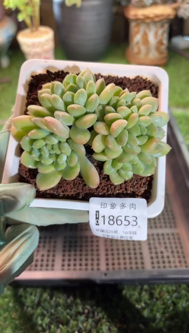 【闪购商品】18653