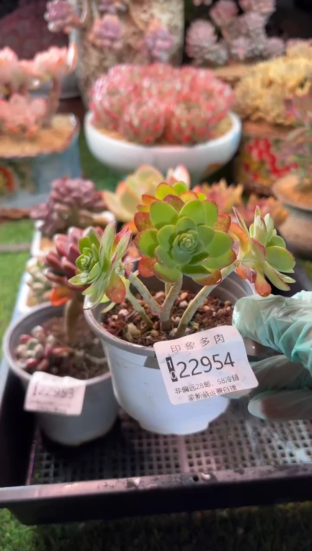 【闪购商品】22954