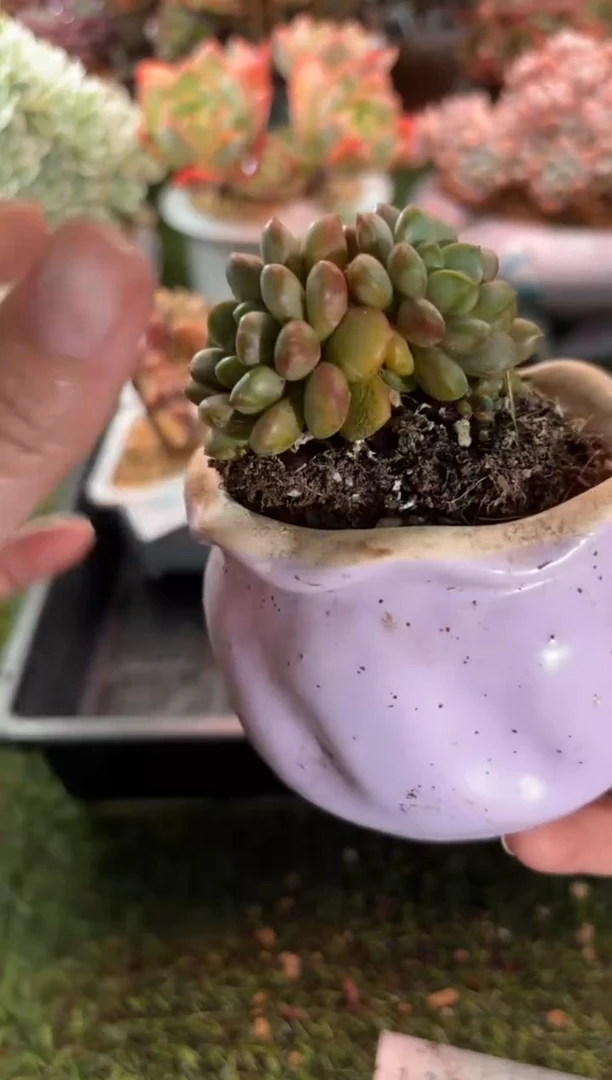 【闪购商品】22318