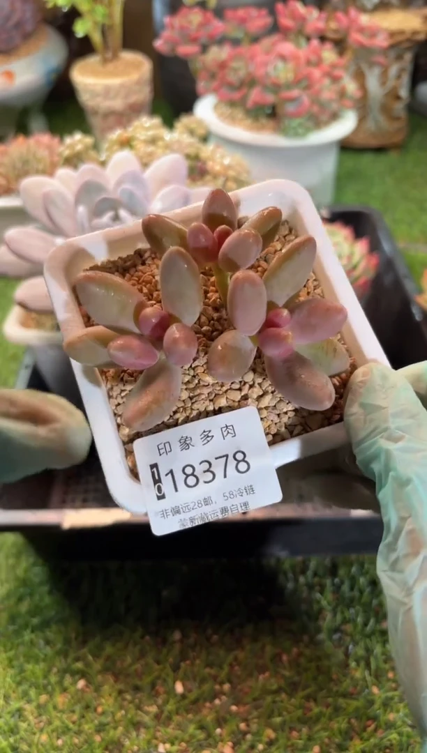 【闪购商品】18378