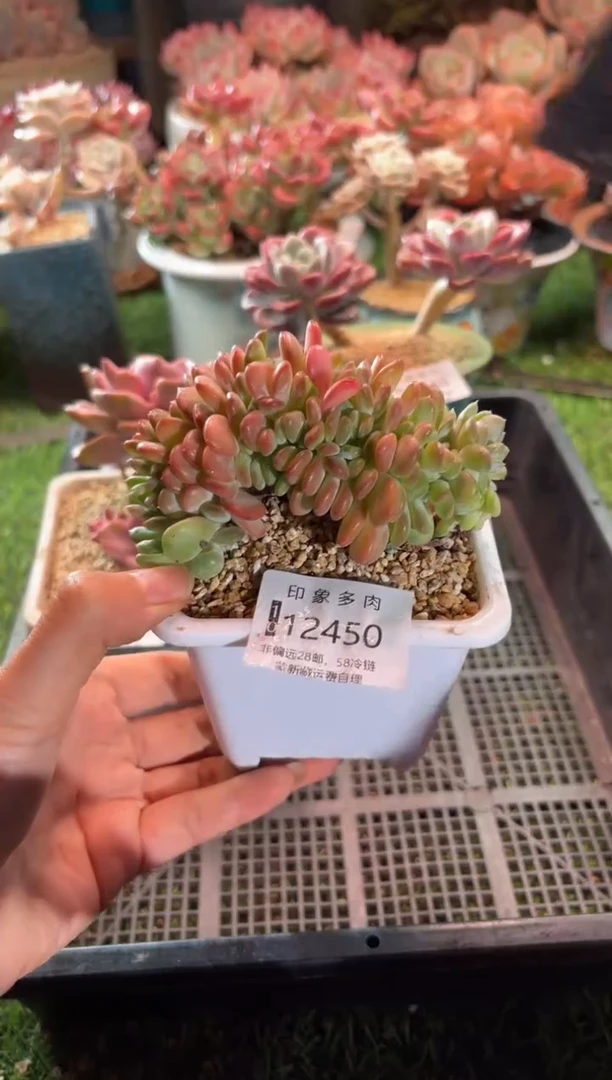 【闪购商品】12450