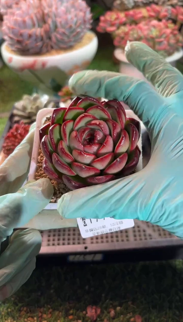 【闪购商品】17768