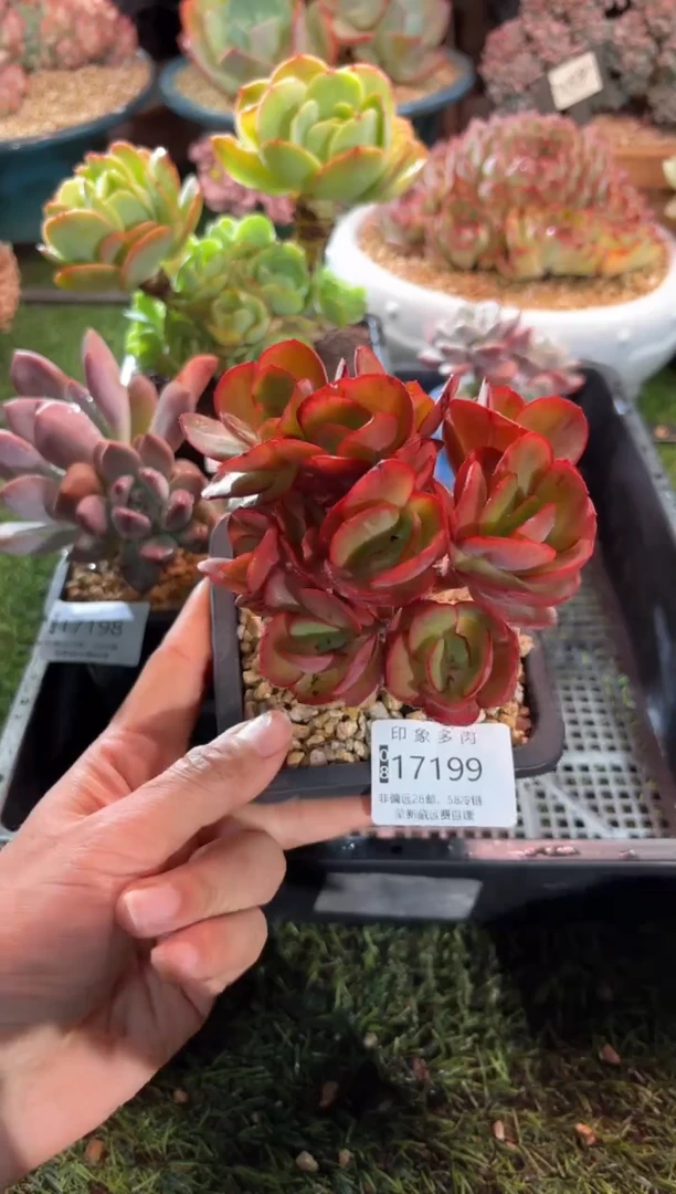 【闪购商品】17199