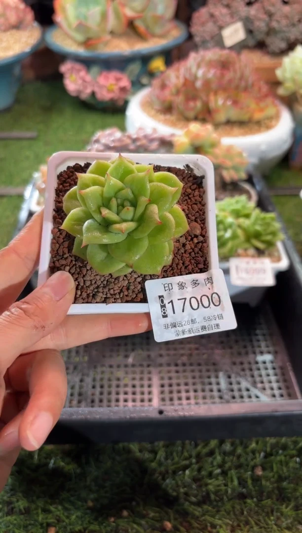 【闪购商品】17000