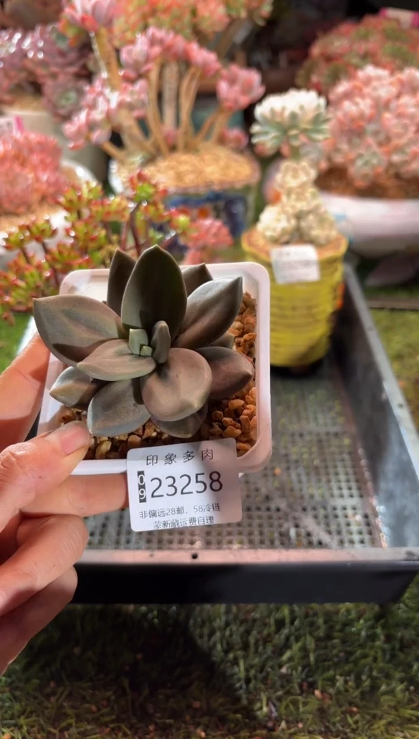 【闪购商品】23258