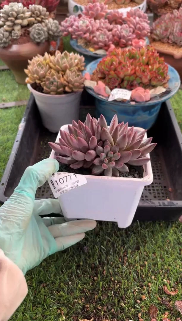 【闪购商品】10771