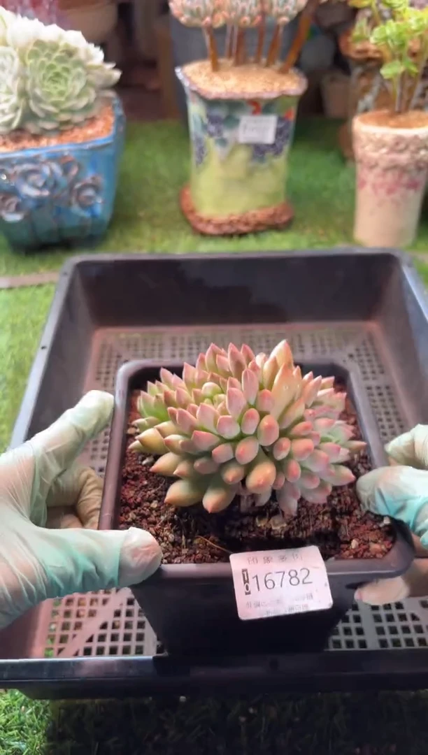 【闪购商品】16782