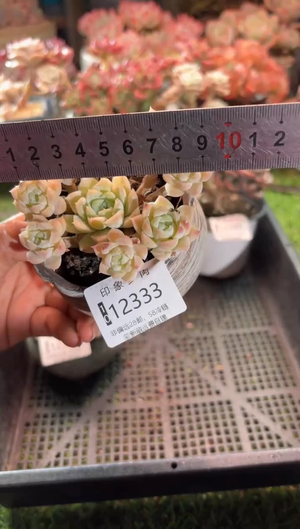 【闪购商品】12333