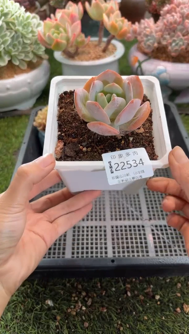 【闪购商品】22534