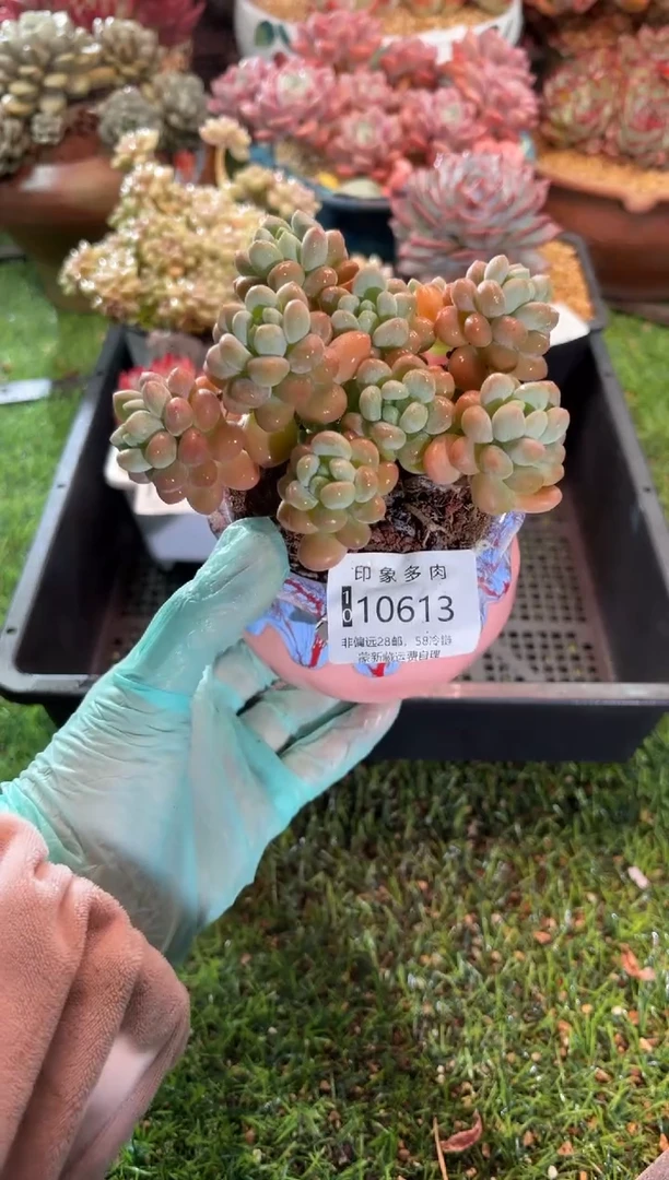 【闪购商品】10613