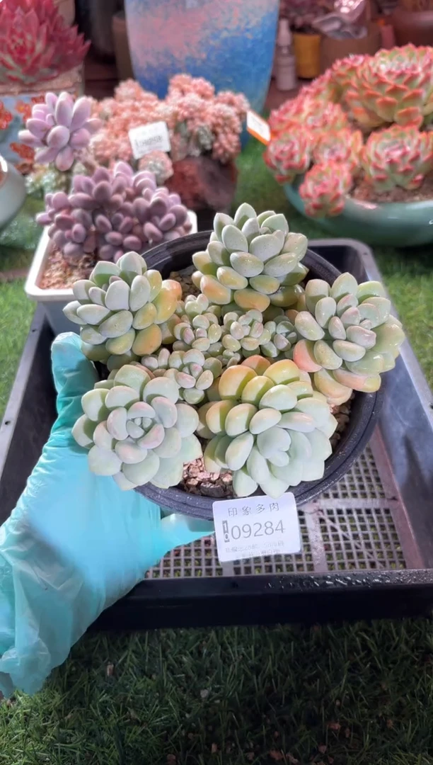 【闪购商品】09284