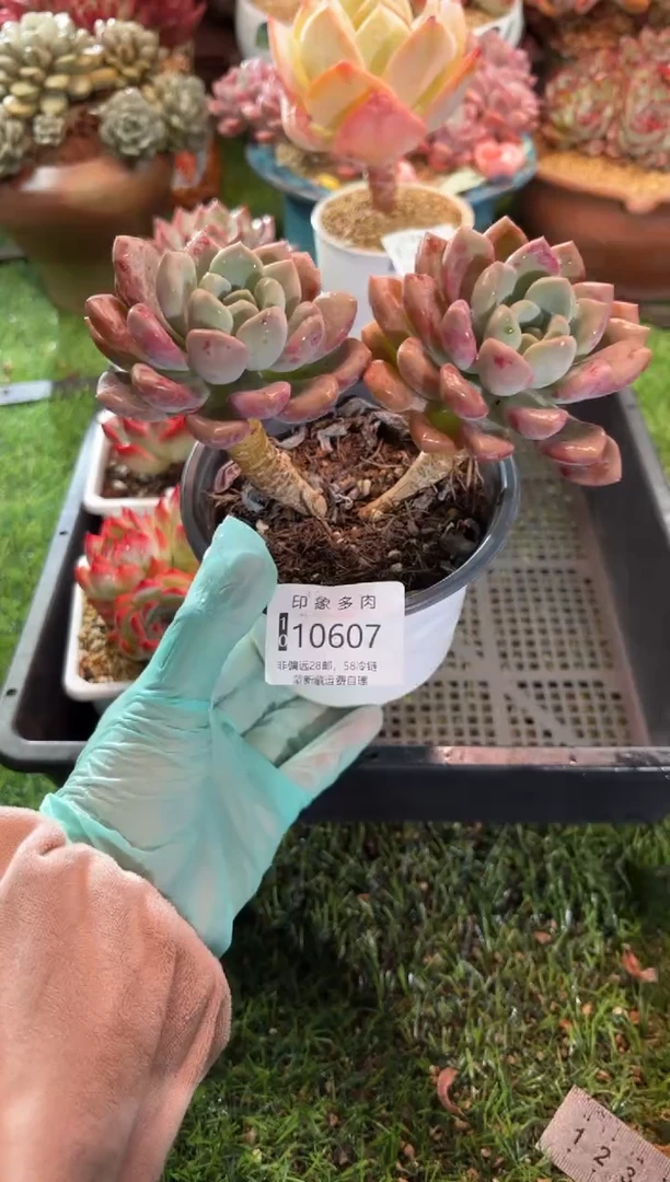 【闪购商品】10607