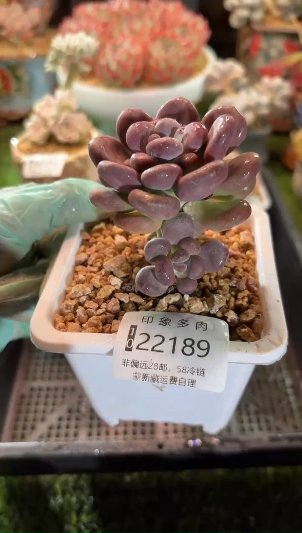 【闪购商品】22189