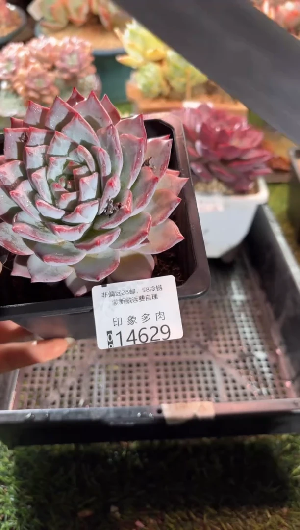 【闪购商品】14629