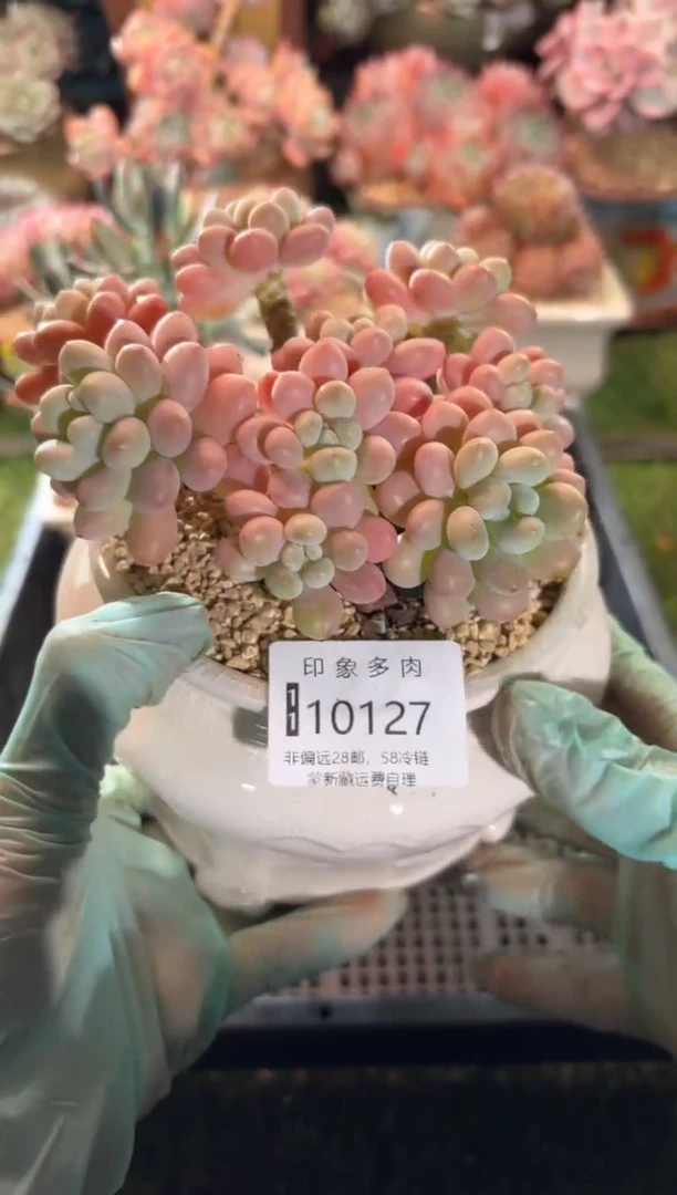 【闪购商品】10127