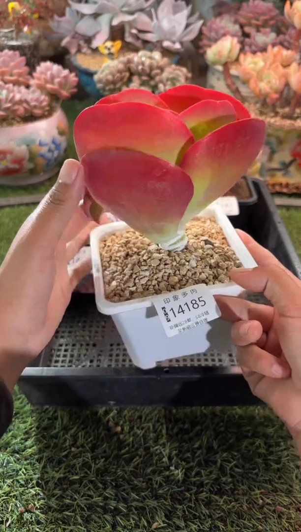 【闪购商品】14185