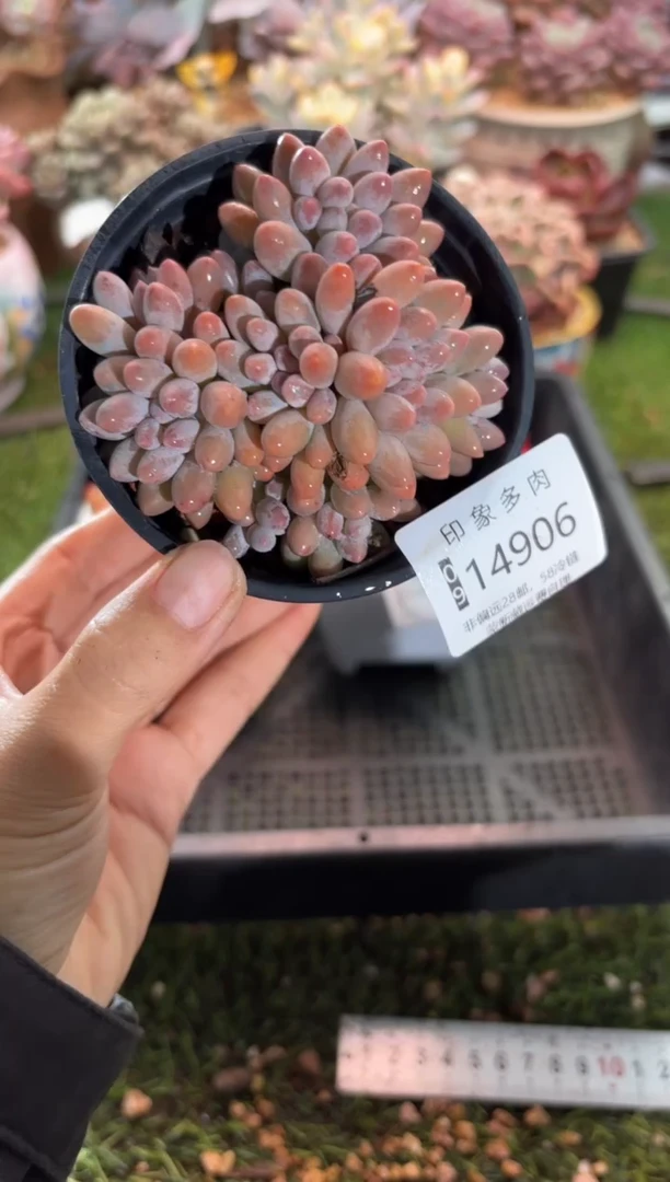 【闪购商品】14906