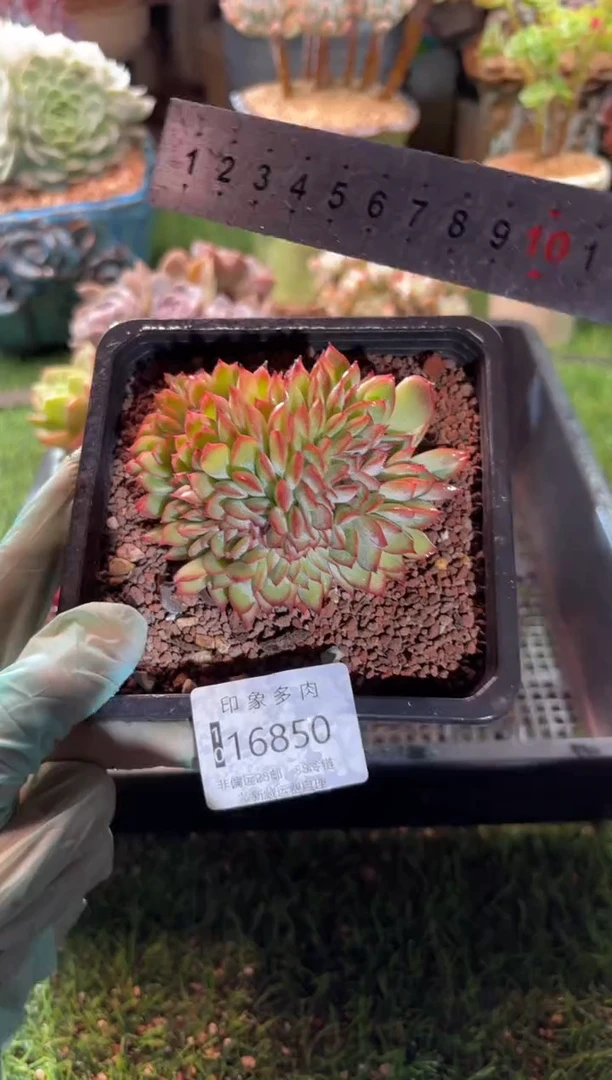 【闪购商品】16850