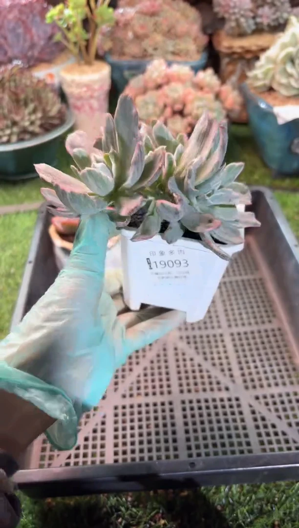 【闪购商品】19093