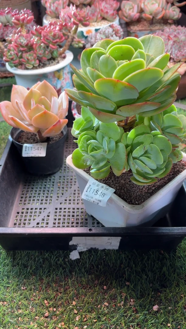 【闪购商品】11548