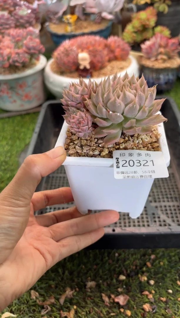 【闪购商品】20321