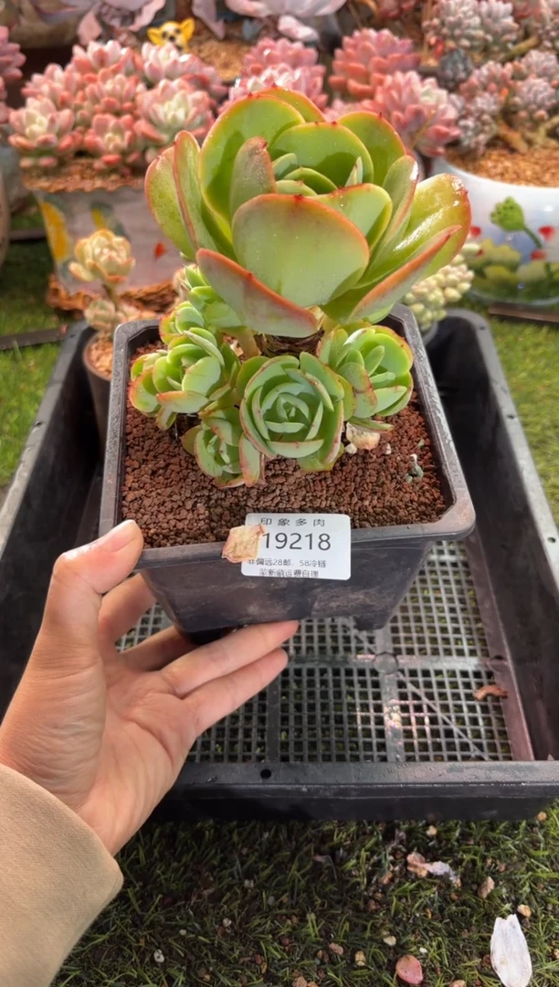 【闪购商品】19218