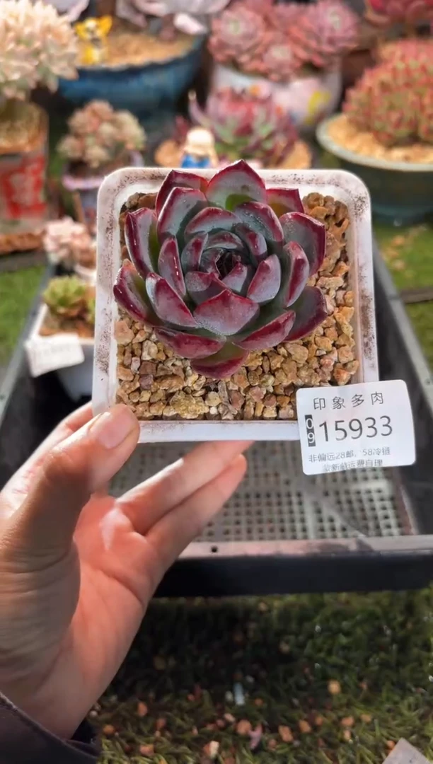 【闪购商品】15933