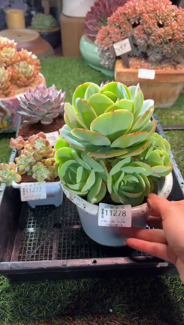 【闪购商品】11278