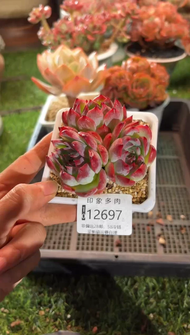 【闪购商品】12697