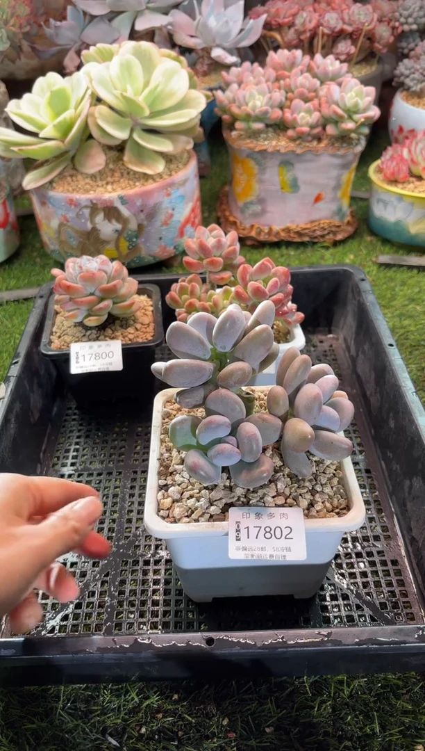 【闪购商品】17802