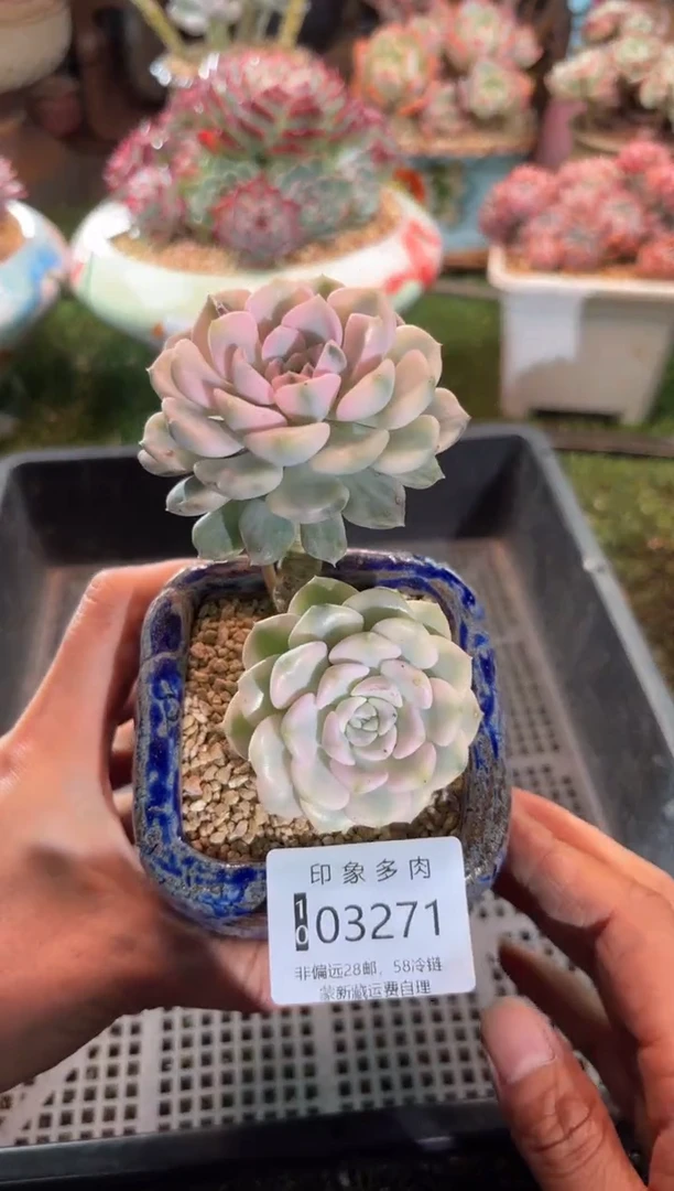 【闪购商品】03271