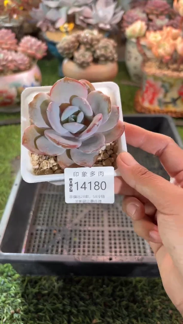 【闪购商品】14180