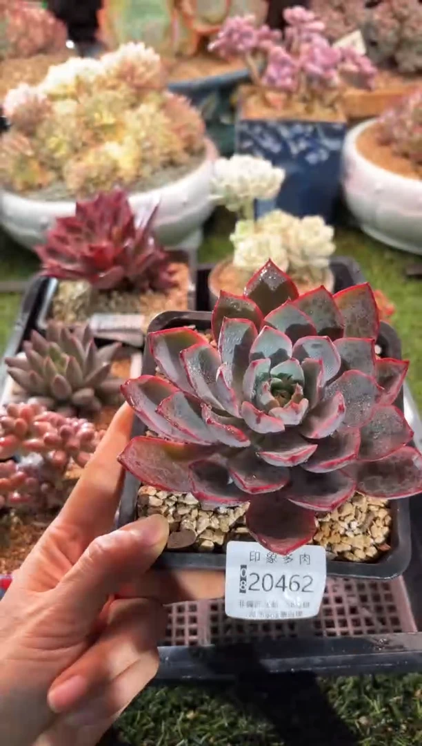 【闪购商品】20462