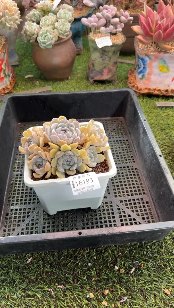 【闪购商品】16193