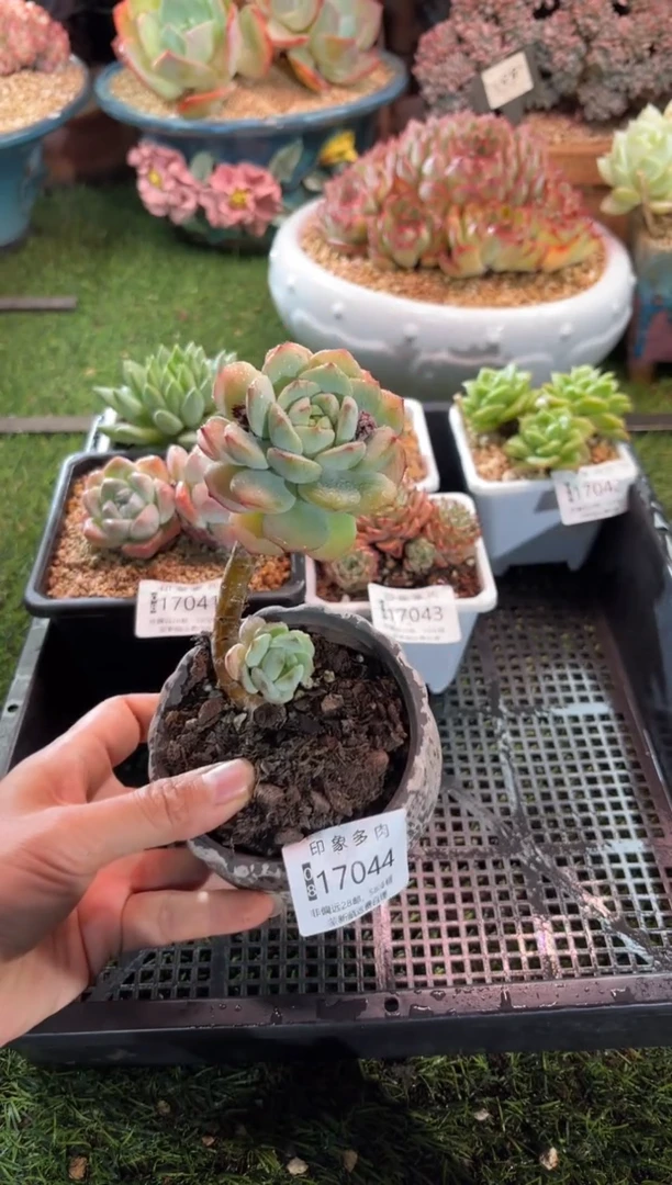 【闪购商品】17044