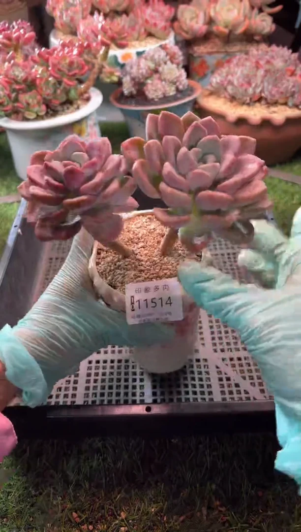 【闪购商品】11514