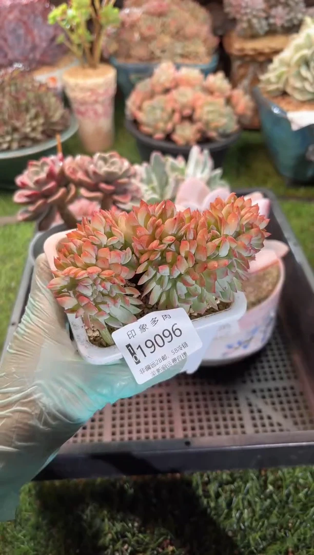 【闪购商品】19096