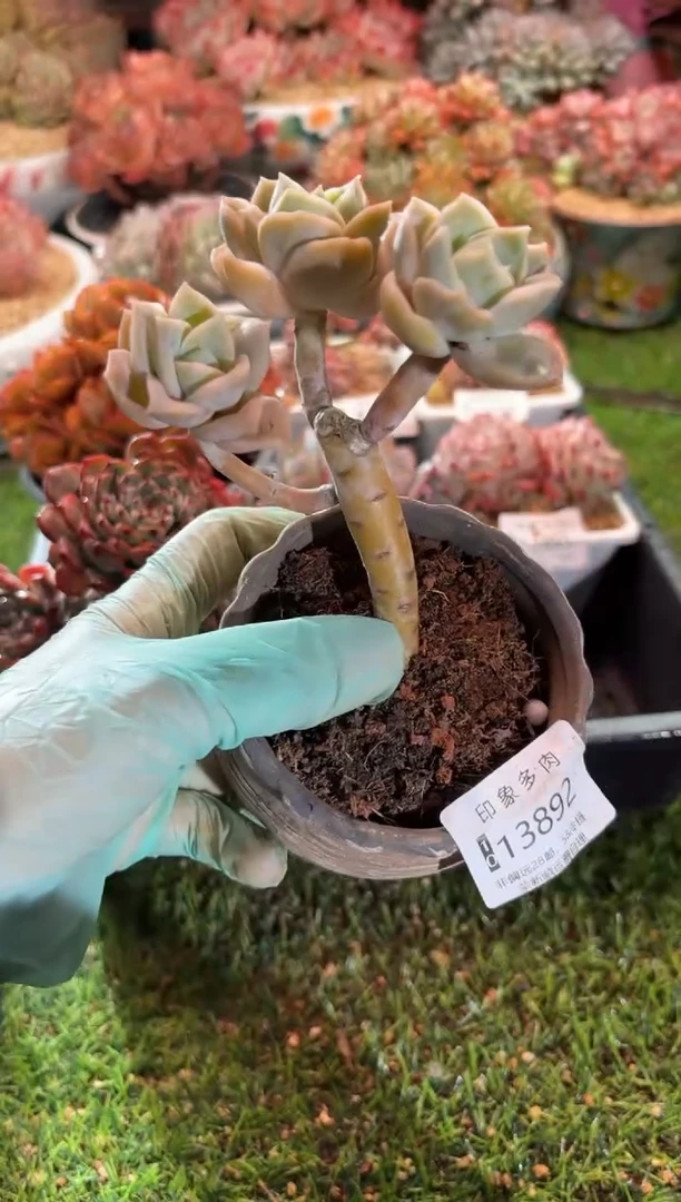 【闪购商品】13892