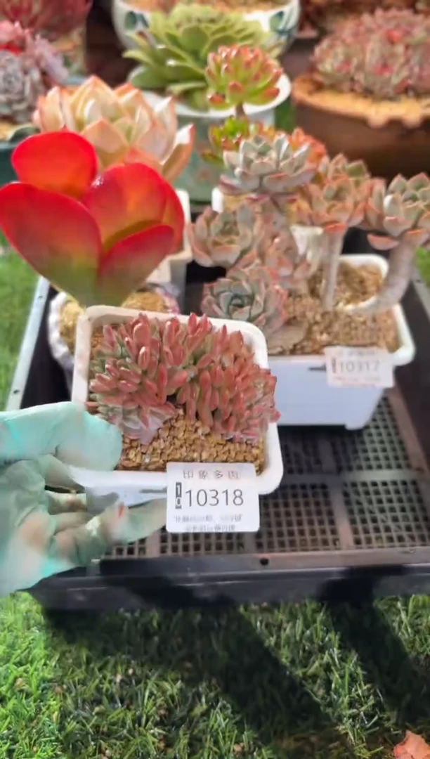 【闪购商品】10318