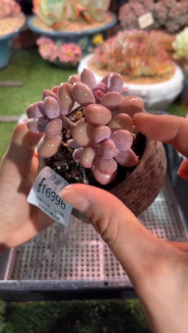 【闪购商品】16996