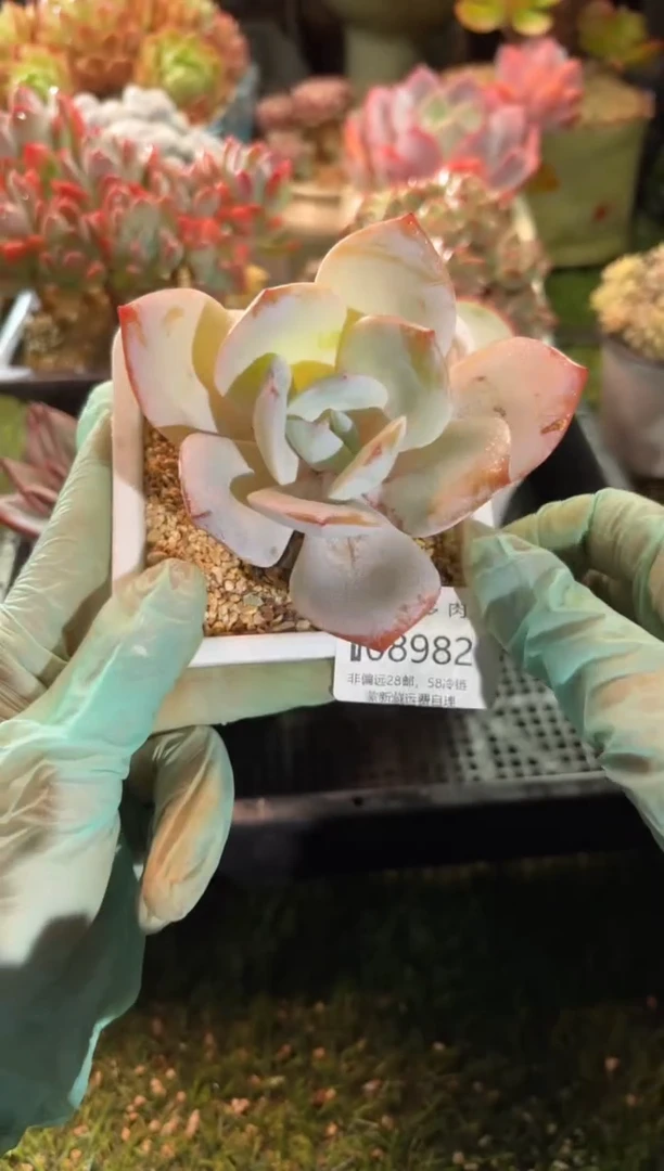 【闪购商品】08982