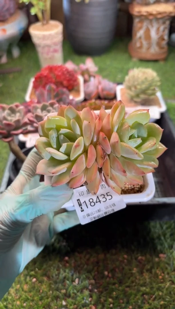 【闪购商品】18435